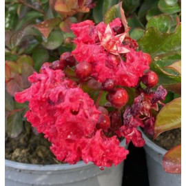 Concy Red lagerstroemia indica jasno červená ker m..