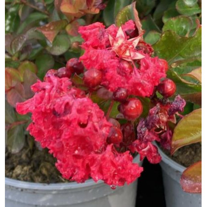 Concy Red lagerstroemia indica jasno červená ker myrta krepová kontajner C2L / 20-35cm rozvetvené