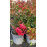Concy Red lagerstroemia indica jasno červená ker myrta krepová kontajner C2L / 20-35cm rozvetvené