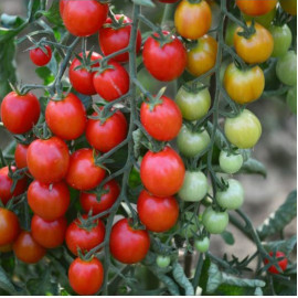 Consuelo F1 kolíková paradajka kokteilová odolná p..