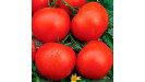 paradajky rajčiaky kolíkové kríkové odolné