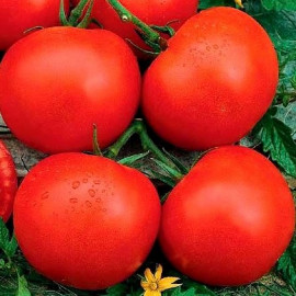 Cristal F1 paradajka rezistentná veľmi skorá 100 s..