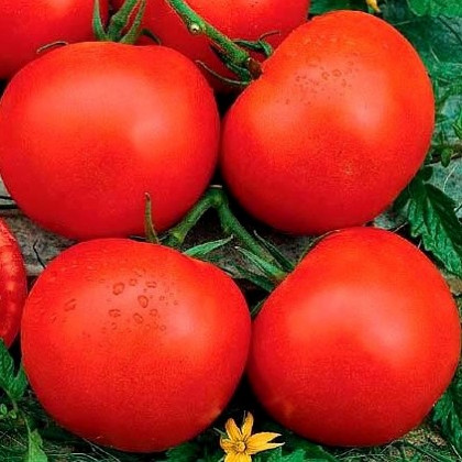 Cristal F1 paradajka rezistentná veľmi skorá 100 semien