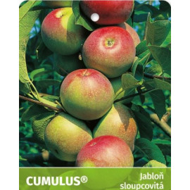 Cumulus jabloň stĺpovitá zimná rezistentná podpník..