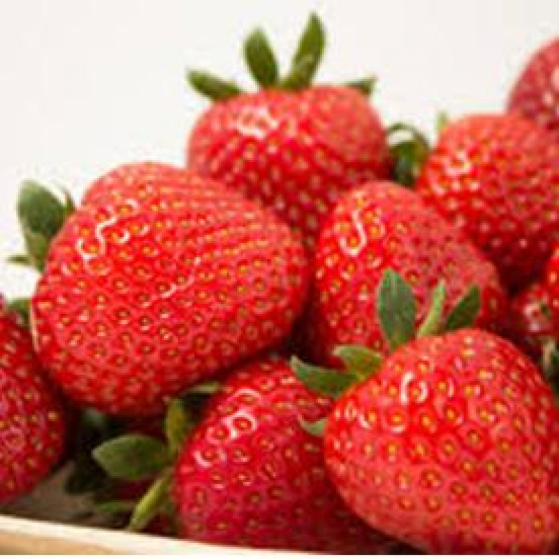 Dahli jahody veľmi skoré multipack 10ks