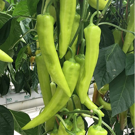 Dála F1 paprika sladká úzka dlhá 250 semien NOVÉ