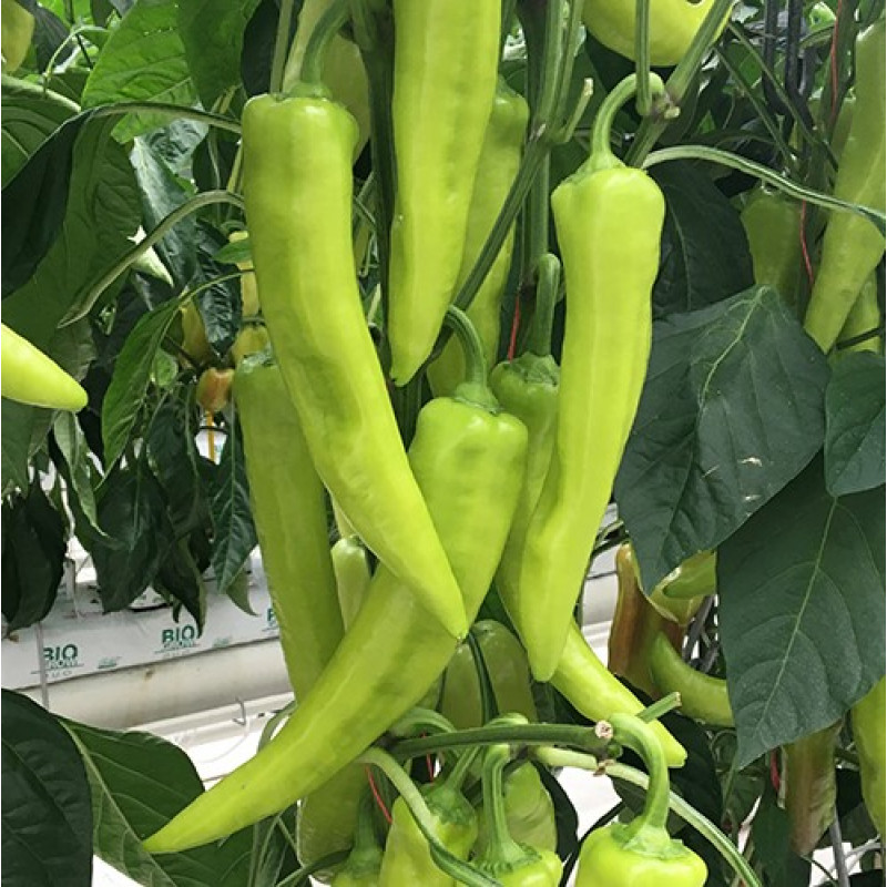 Dála F1 paprika sladká úzka dlhá 250 semien NOVÉ