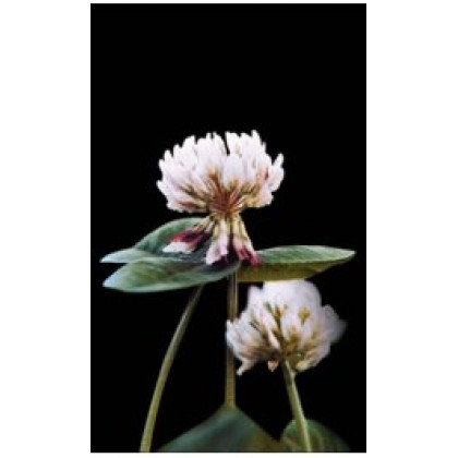 Alice Ďatelina plazivá Trifolium repens 250g