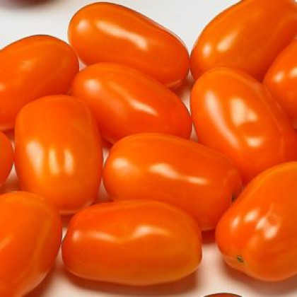 Dattorange F1 paradajka cherry typ San Marzano skorá 100 semien