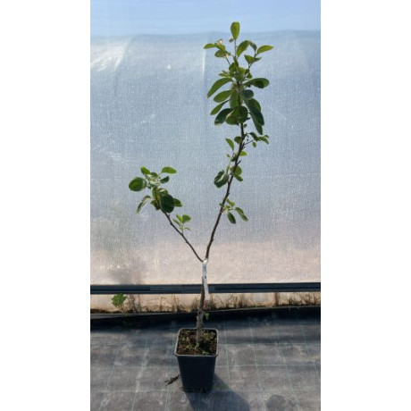 Hana Fuyu hurmikaki diospyros ebenovník samoopelivé štepené kontajner C5L 100-150cm