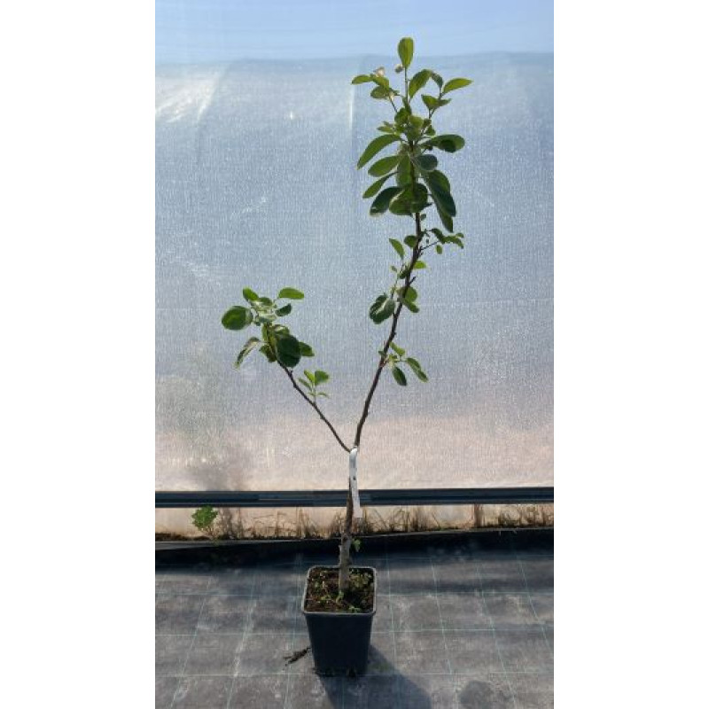Hana Fuyu hurmikaki diospyros ebenovník samoopelivé štepené kontajner C5L 100-150cm
