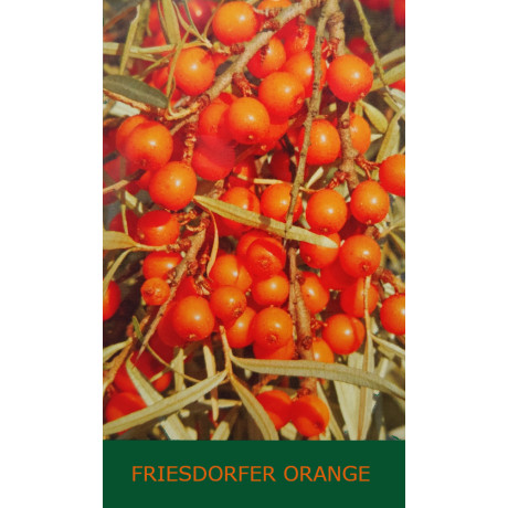 Friesdorfer Orange rakytník samoopelivý kontajner C0,5L
