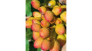Pistacia vera Pistácia pravá Pistacia vera Pistácia pravá
