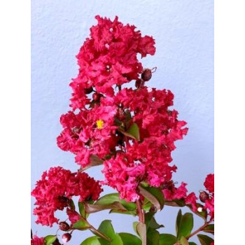 Rubra Magnifica lagerstroemia indica myrta krepová kontajner C2L / 60-70cm