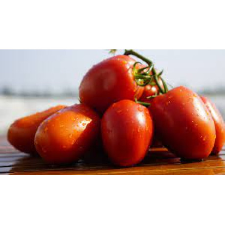 Dyno F1 rezistentná paradajka kríčková bez semien 250 semien