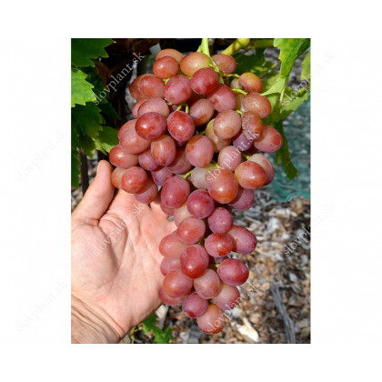 Džin stolový vinič bezsemenný rezistentný ružový prostokorenny
