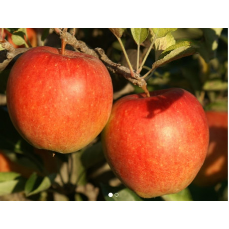 Braeburn jabloň zimná červená prostokorenná