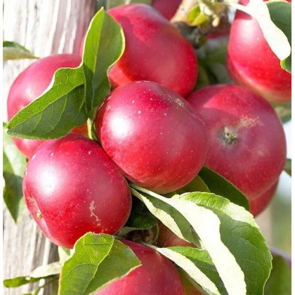 Elina jabloň stĺpovitá jesenná červená prostokorenná MM106