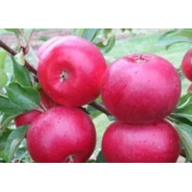 Ellipso (UEB 4702/1) jabloň zimná vysoko rezistent..