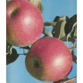 Angold jabloň zimná odolná