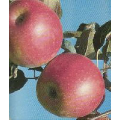 Angold jabloň zimná odolná