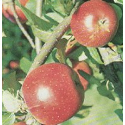 Bohemia jabloň zimná červená podpník M26 prostokorenná