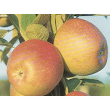 Braeburn Fenbra jabloň zimná podpník M9 prostokorenná