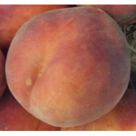 Broskyňa stĺpovitá kontajnerovaná C7,5L