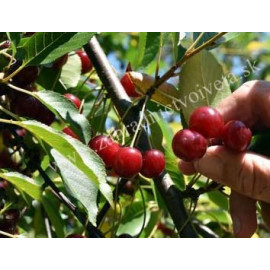 Jachim krýková višňa rezistentná prostokorenná pod..