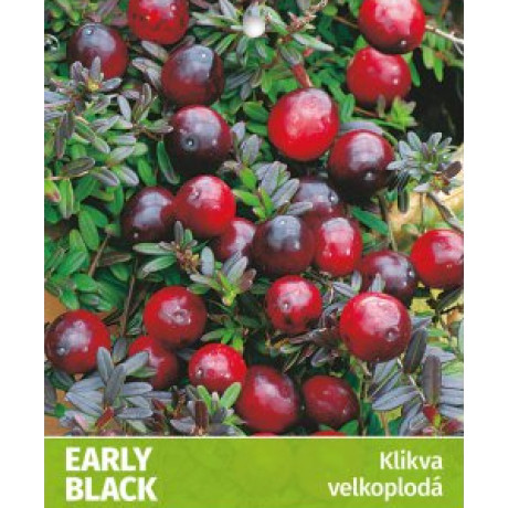 Big Pearl kľukva močiarna brusnica kontajner C0,5L