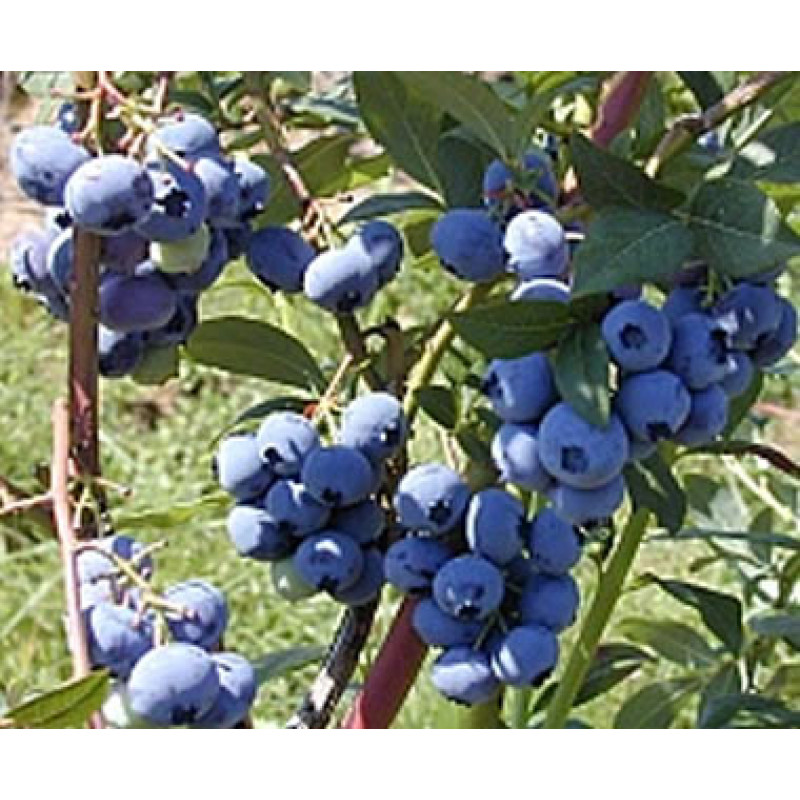 Bluecrop čučoriedka poloskorá stredne veľké plody