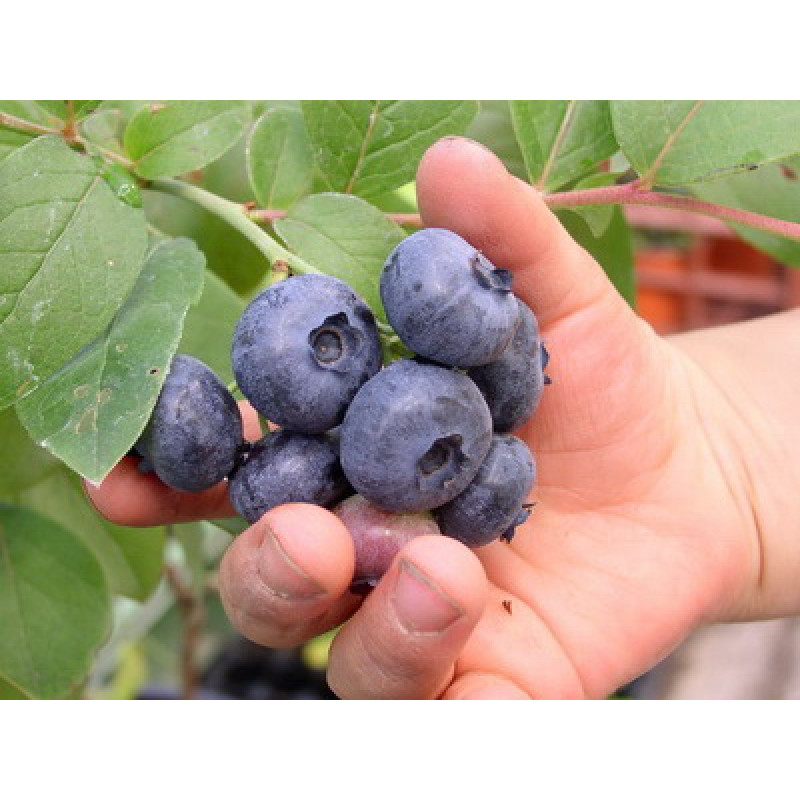 Dixi čučoriedka neskorá sladká aromatická