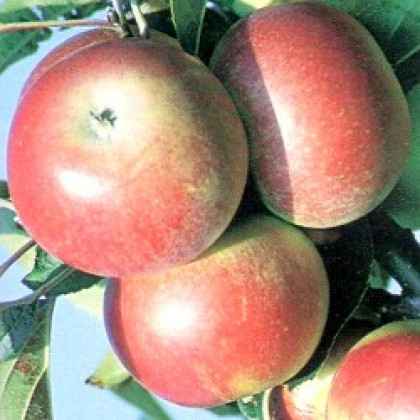 Discovery jabloň letná prostokorenná