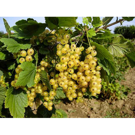 White Dutch ríbezla biela stredne skorá sladká