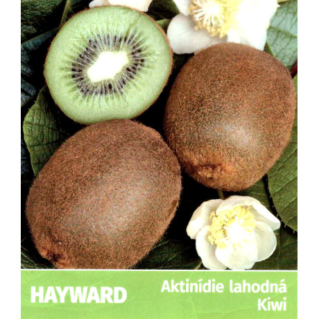 Hayward kiwi veľkoplodé kontajner C2L / 80-100 cm