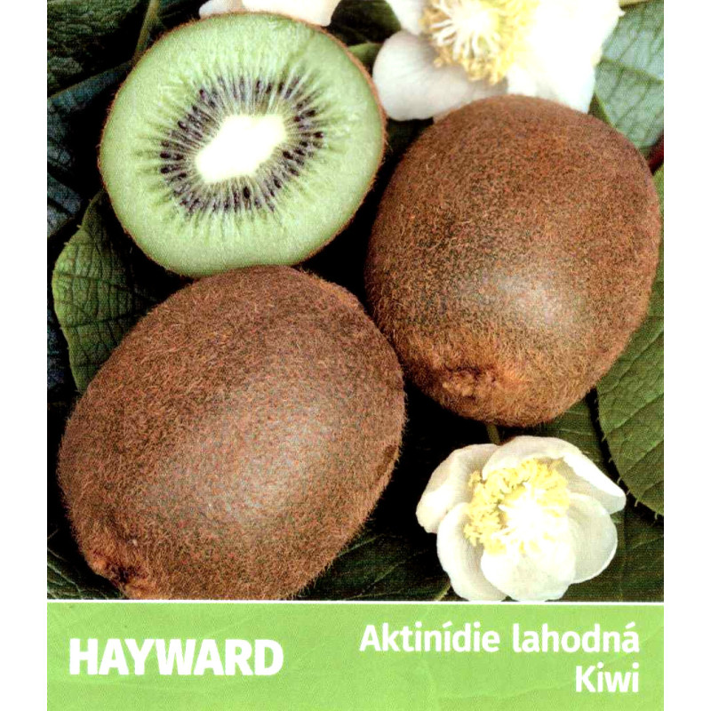 Hayward kiwi veľkoplodé kontajner C2L / 80-100 cm