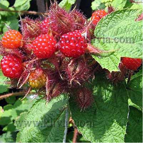 Japanese wineberry tayberry stredne neskorá 