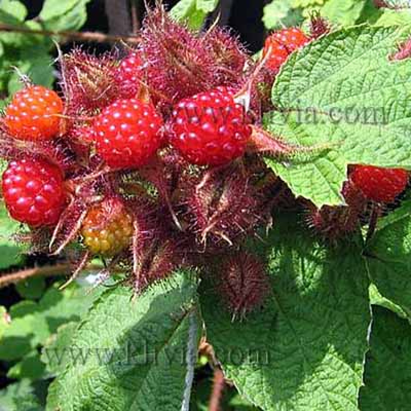 Japanese wineberry tayberry stredne neskorá 