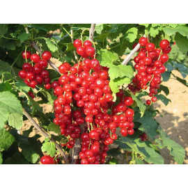 Red Lake ríbezla červená skorá sladkokyslá kontajn..