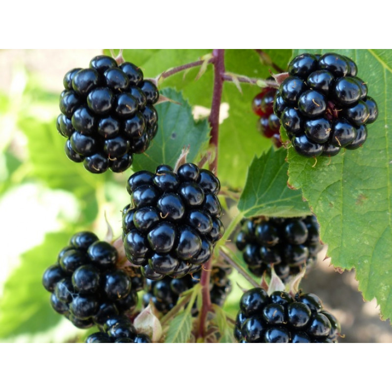 Navaho  černica beztŕna aromatická mrazuodolná kontajner C1L