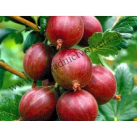 Niesluchovskij egreš rezistentný červený stromček ..