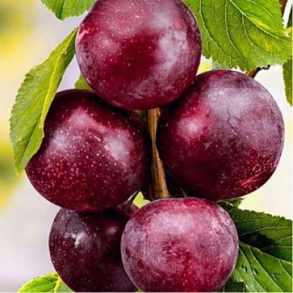 Kubanskij Plumcot slivka kríženec čiernej marhule podpník St. Julien prostokorenný