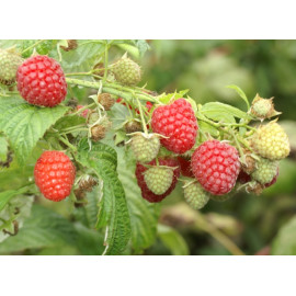 Polka malina stálerodiaca kontajner C1L