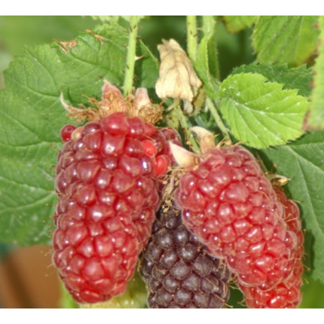 Loganberry tayberry   poloskorá malina x černice beztŕnna 