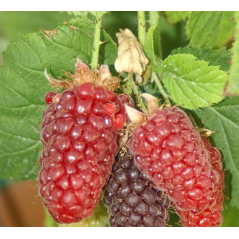 Boysenberry  malina x černica beztŕnna skorá