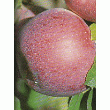 Florina jabloň zimná kontajner C7,5