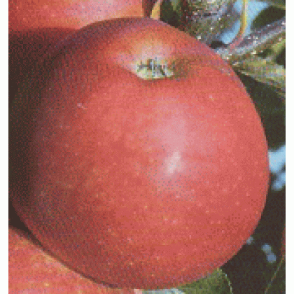 Gala jabloň zimná červená prostokorenná