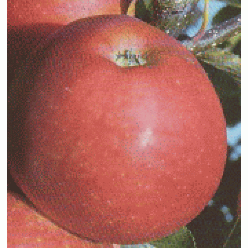 Gala Mitchgla jabloň jesenná červená prostokorenná podpník A2