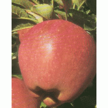 Gloster jabloň zimná sladká prostokorenná