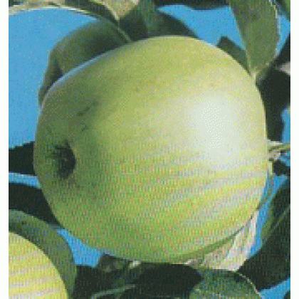 Golden Delicious jabloň zimná kontajner C7,5L podpník M26